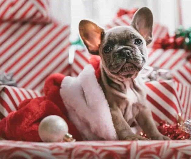 Por estas razones instan a no regalar animales en Navidad