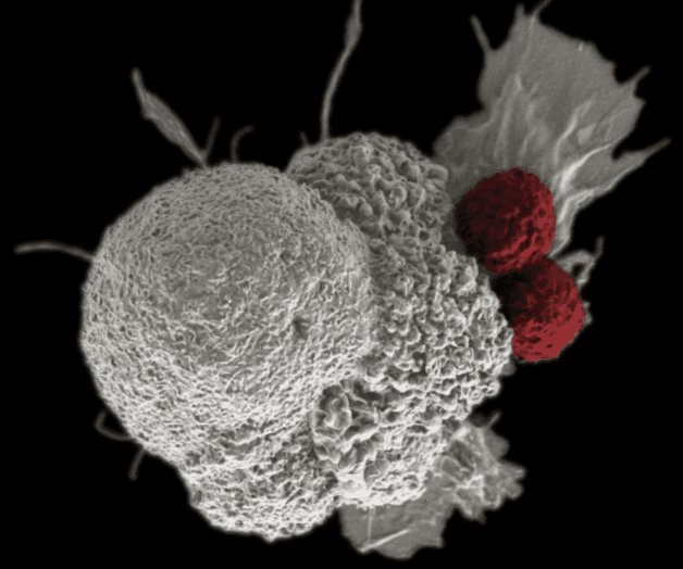 Dos experimentos de biología sintética iluminan el camino de los futuros tratamientos contra el cáncer