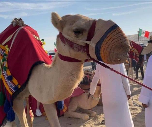 La otra fiebre mundialista