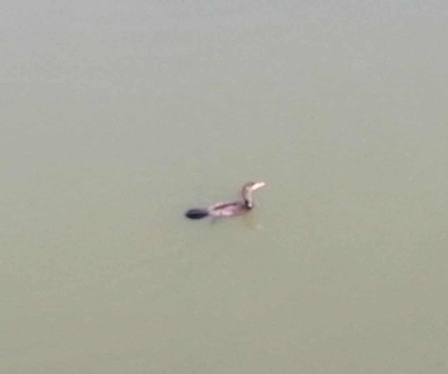 Recupera vida silvestre el canal Anzaldúas