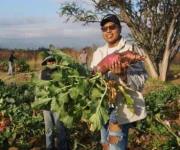 Regresa la Noche de Rábanos a Oaxaca