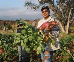 Regresa la Noche de Rábanos a Oaxaca