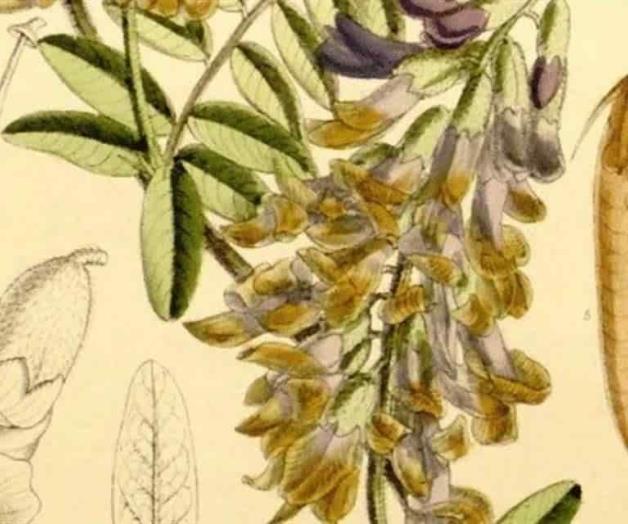 Científicos avanzan en resucitar plantas extintas Científicos avanzan en resucitar plantas extintas