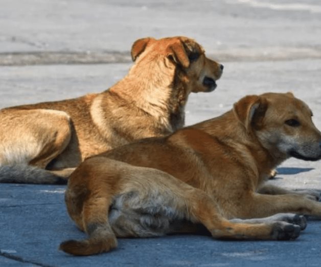 Peritos analizan si niño de seis años murió por mordidas de perros