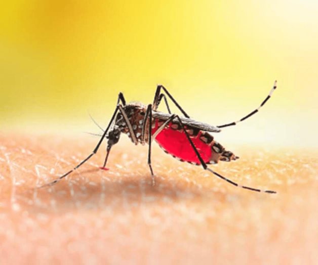 Registran 91 casos y una defunción por dengue en BCS