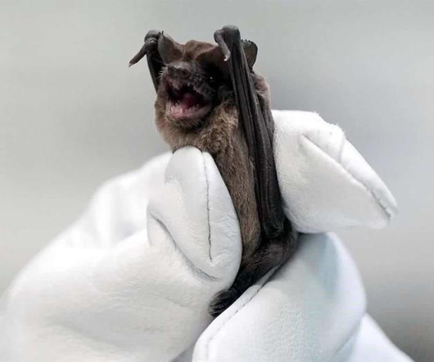 Muere niño que fue hospitalizado por posible rabia en Oaxaca