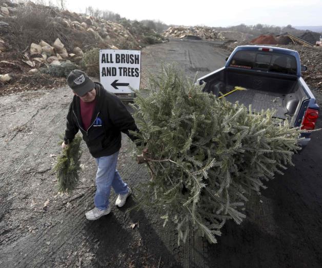 Exhortan reciclar árbol de Navidad