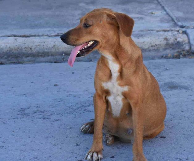 Vigilan contra rabia