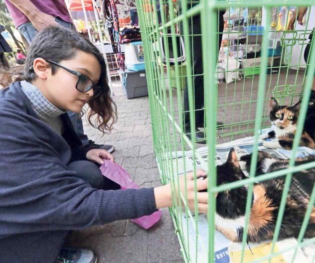 La adopción de perros y  gatos, amarga realidad