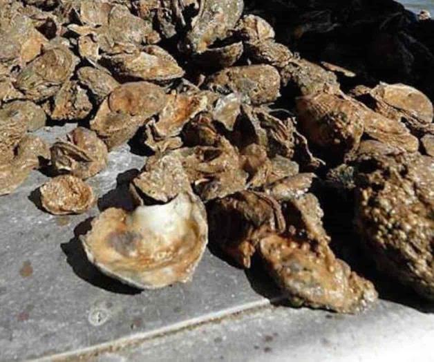 Reabren pesca en Galveston Reabren pesca en Galveston