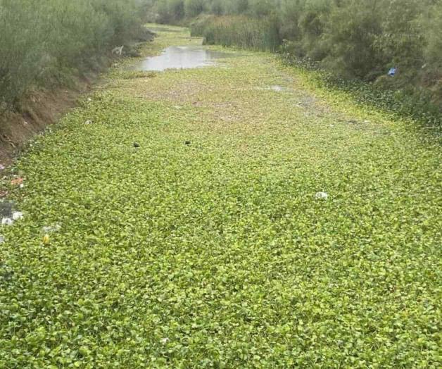 Invaden el  lirio y basura cauce del dren Río Bravo