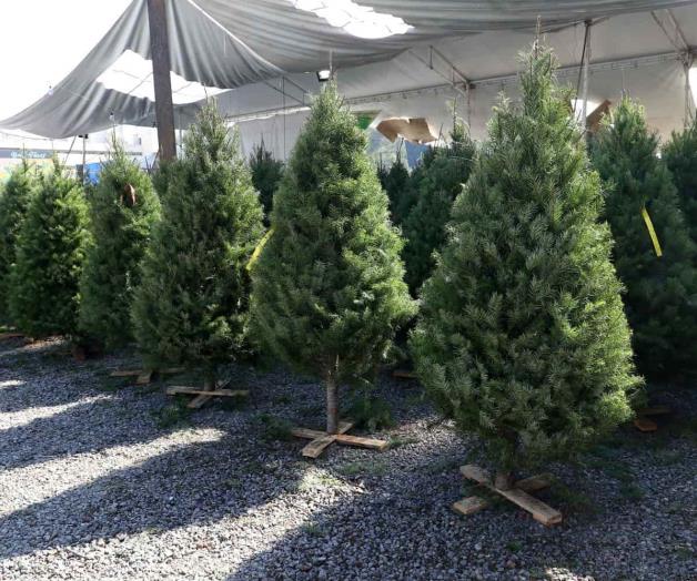 Espera Zapopan reciclar 3 mil pinos naturales Espera Zapopan reciclar 3 mil pinos naturales