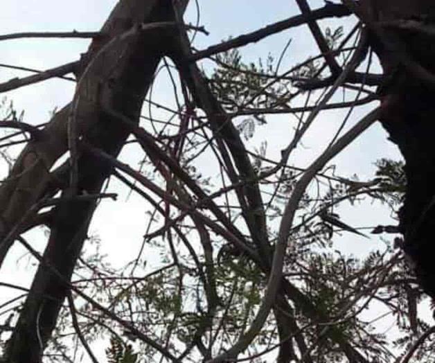 Fuertes vientos provocan caída de ramas Fuertes vientos provocan caída de ramas