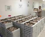 Venderán roscas de reyes para el grupo Despertar