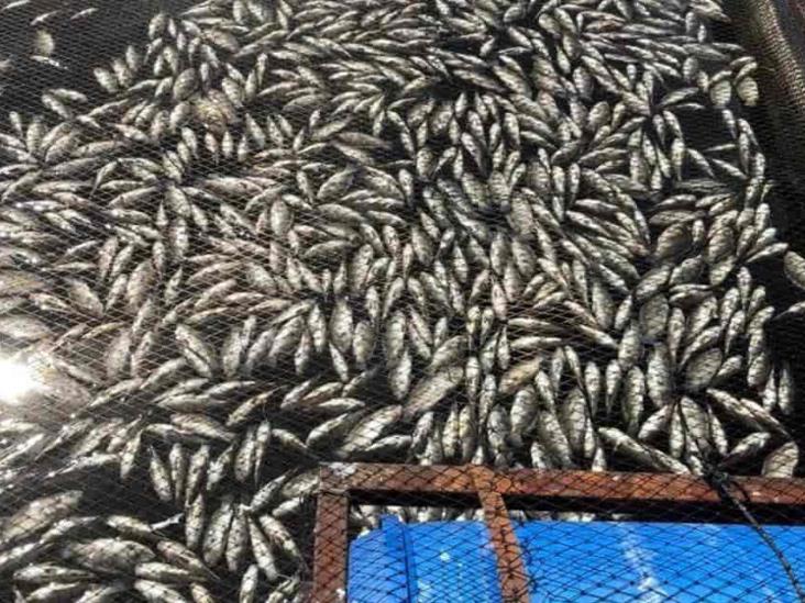 Acusan a Conagua por muerte de peces en Guerrero Acusan a Conagua por muerte de peces en Guerrero