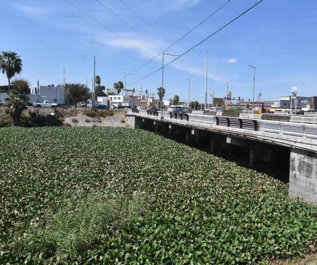 Regresa el lirio al Canal Anzaldúas