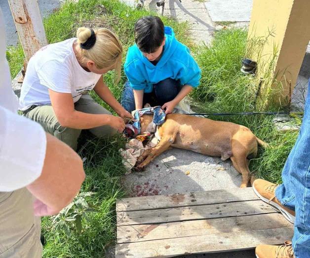 Requieren sanciones severas por maltrato