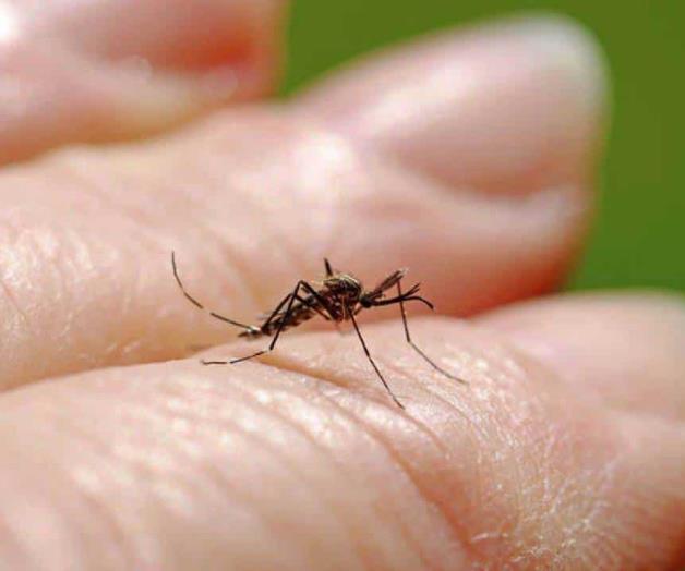 Afecta el dengue en pleno invierno