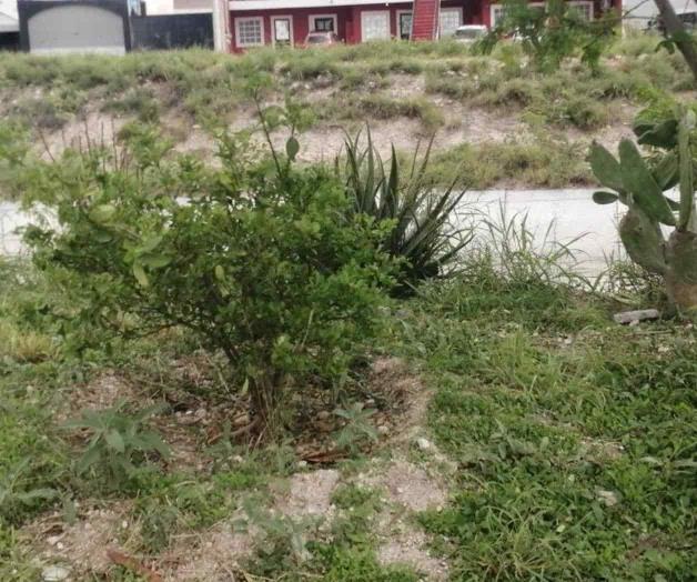 Forestan la ciudad Forestan la ciudad