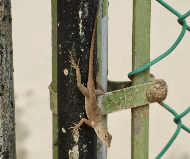 Lagartijas del bosque se transforman genéticamente para sobrevivir a la vida en la ciudad