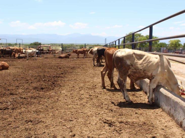 Requieren ganaderos apoyo del sector gubernamental Requieren ganaderos apoyo del sector gubernamental