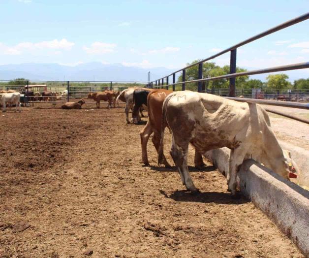 Ganaderos piden ayuda