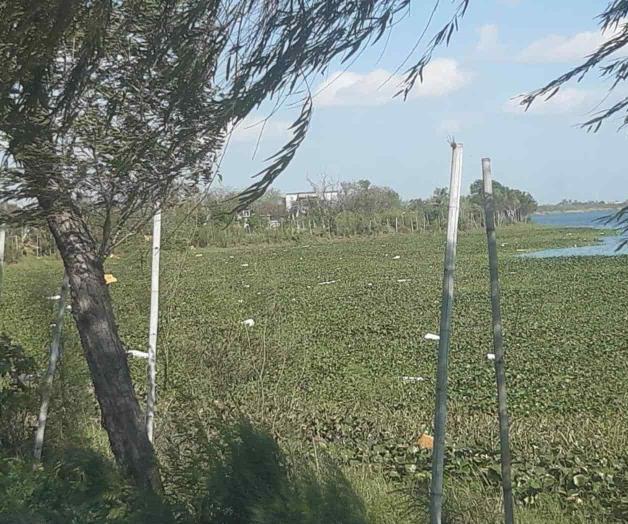 Va en aumento lirio acuático