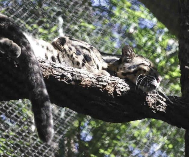 Investigan cómo se fugó una leoparda Investigan cómo se fugó una leoparda
