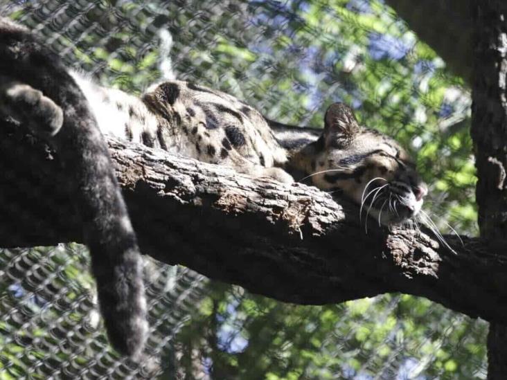 Investigan cómo se fugó una leoparda Investigan cómo se fugó una leoparda