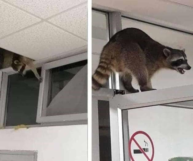Animales silvestres no deben ser mascotas Animales silvestres no deben ser mascotas
