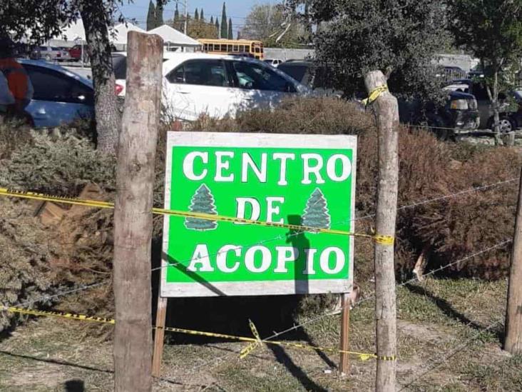 Atienden llamado para llevar pinos Atienden llamado para llevar pinos