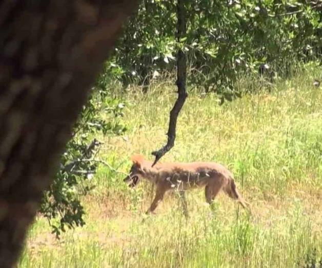 Arranca vacunación aérea contra la rabia