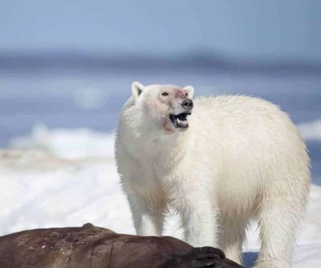 Oso polar mata a 2 personas en poblado remoto de Alaska Oso polar mata a 2 personas en poblado remoto de Alaska