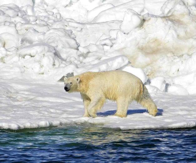 Oso polar mata a mujer y a su bebé en un pueblo de Alaska Oso polar mata a mujer y a su bebé en un pueblo de Alaska