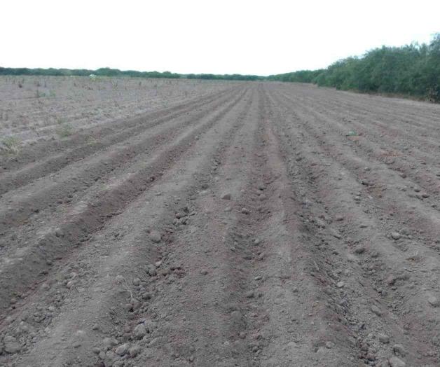 Inician siembras del ciclo agrícola Inician siembras del ciclo agrícola