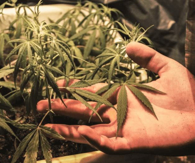 Senado prevé reabrir debate en materia de Cannabis