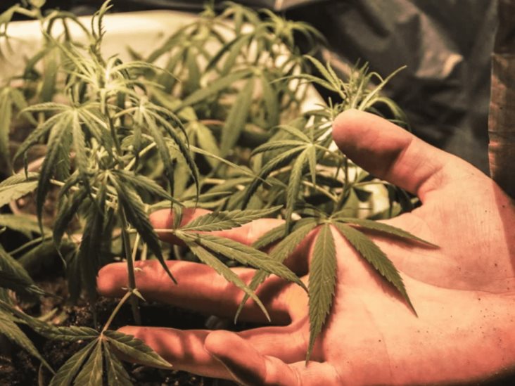 Senado prevé reabrir debate en materia de Cannabis Senado prevé reabrir debate en materia de Cannabis