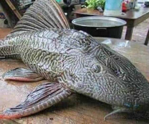 Plaga de pez diablo está acabando con especies acuáticas Plaga de pez diablo está acabando con especies acuáticas