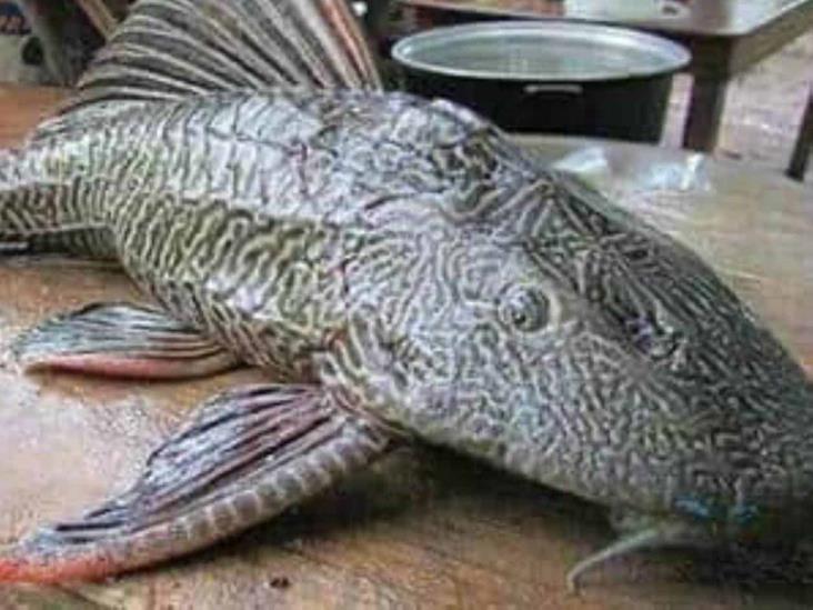 Plaga de pez diablo está acabando con especies acuáticas Plaga de pez diablo está acabando con especies acuáticas