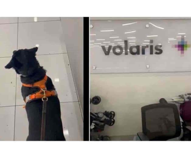 Paga más de 7 mil pesos por viajar con su mascota y lo lastiman