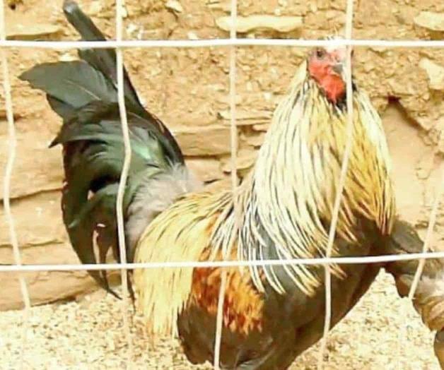 Matan a una persona y lesionan a tres más en pelea de gallos