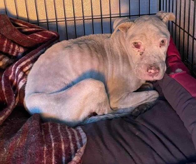 Denuncia Escobedo ante FGJ maltrato a perrita enferma 