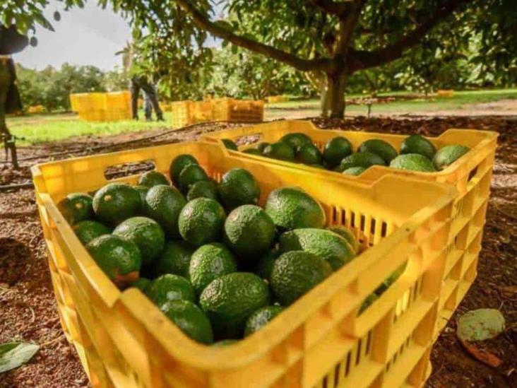 Llega una estrella al Super Bowl: el aguacate mexicano Llega una estrella al Super Bowl: el aguacate mexicano