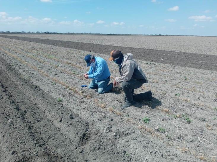 Azotan sequía y ´nortes´ a productores agrícolas Azotan sequía y ´nortes´ a productores agrícolas