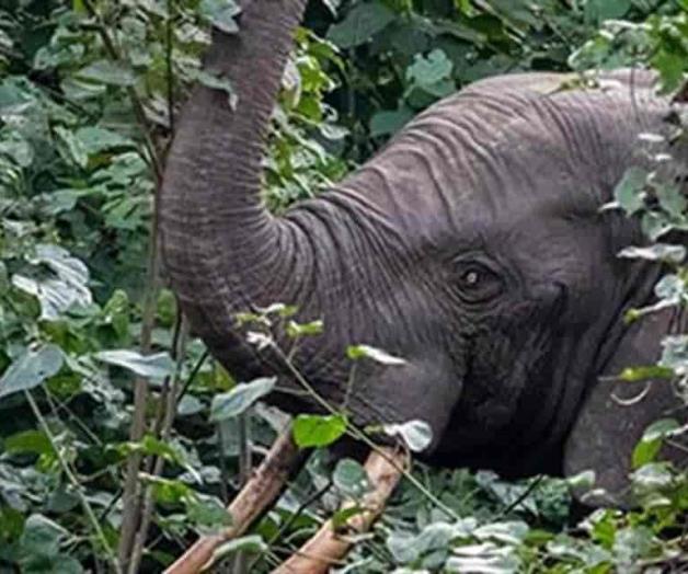 Extinción  de elefantes aumentaría calentamiento global