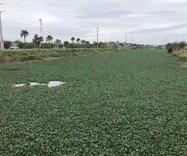 Se resiste lirio a desaparecer en Canal Anzaldúas Se resiste lirio a desaparecer en Canal Anzaldúas
