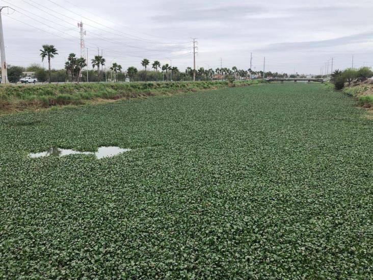 Se resiste lirio a desaparecer en Canal Anzaldúas Se resiste lirio a desaparecer en Canal Anzaldúas