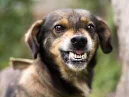 Emiten aviso epidemiológico tras casos de rabia en 3 estados Emiten aviso epidemiológico tras casos de rabia en 3 estados