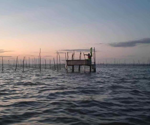 Baja producción de camarón y escama