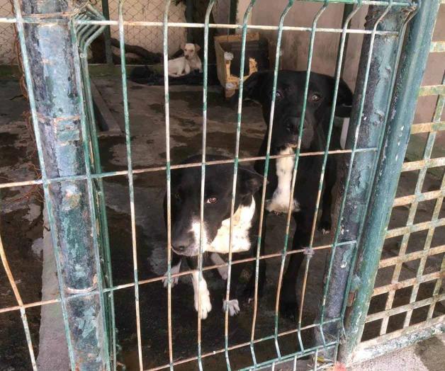 Libres de rabia en esta entidad